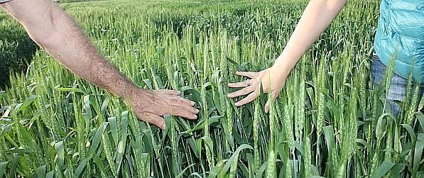 Românii au obținut un soi de grâu care ar putea REVOLUȚIONA industria panificației