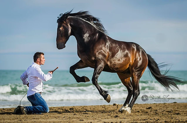 Cel mai talentat îmblânzitor de cai din lume e un român din Sighetu Marmației