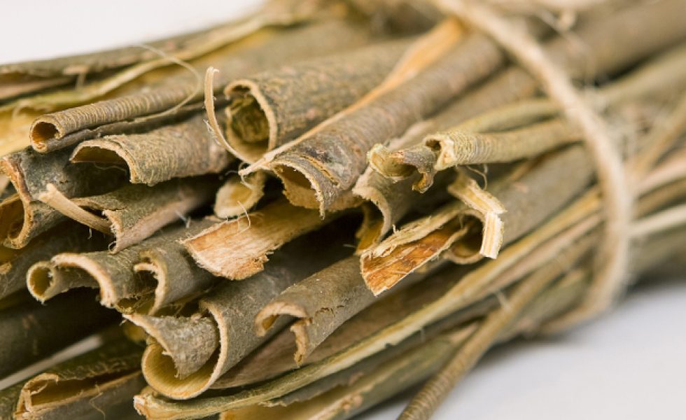 Ceaiul de SALCIE este un elixir în sezonul rece – luptă cu răcelile şi alină durerile de oase