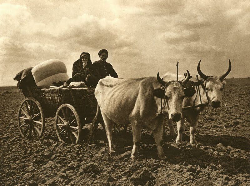 Car cu boi – Dobrogea
