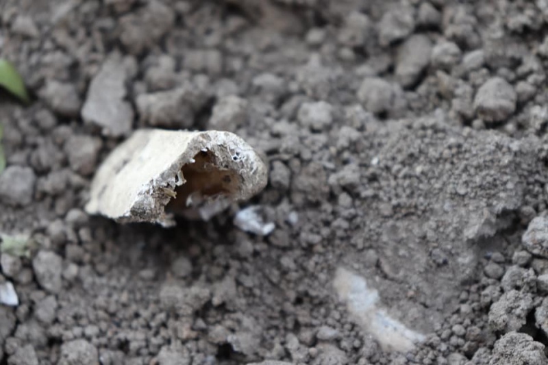 Oseminte descoperite