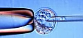 Cercetătorii din Marea Britanie au primit dreptul de a modifica genetic embrioni umani. Criticile aduse proiectului