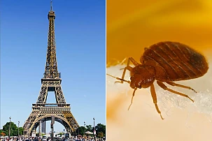 Din beneficiile multiculturalismului: Parisul - Orașul Ploșnițelor. Insectele au luat cu asalt transportul public din capitala Franței