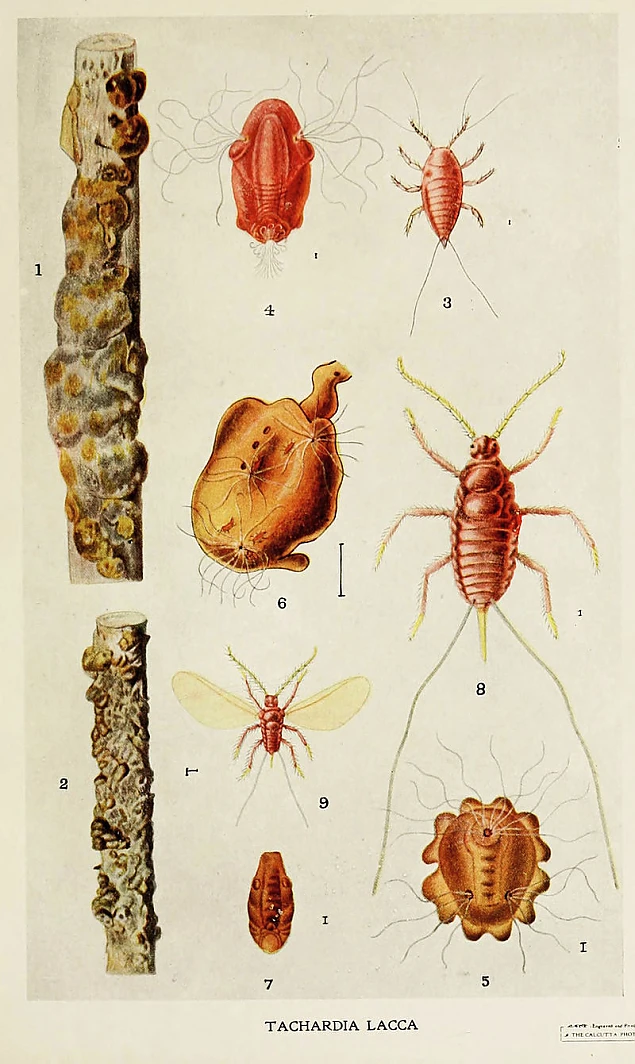 Imagine Wikipedia de Kerria lacca din cartea Indian Insect Life: a Manual of the Insects of the Plains de Harold Maxwell-Lefroy. 1. Insecte sănătoase pe un băț. 2. Insecte nesănătoase pe băț. 3. Primul instar, stadiul activ. 40x. 4. Femelă, la 4 săptămâni după inoculare. 35x. 5. Femelă, la 13 săptămâni după inoculare. 15x. 6. Celula femelă moartă, cu puiet în curs de apariție. 4x. 7. Celula masculină, la 13 săptămâni după inoculare. 15x. 8. Mascul fără aripi. 12x. 9. Mascul cu aripi. 40x.