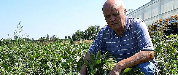 Un român vinde bujori româneşti celor mai mari producători de flori din lume