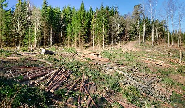 Senatul a adoptat un proiect care permite defrișările în zonele cu păduri virgine