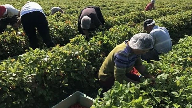 Hai cu distanțarea socială! Zeci  de muncitori est-europeni, inclusiv români, aduși la muncă în fermele din Marea Britanie, în plină pandemie