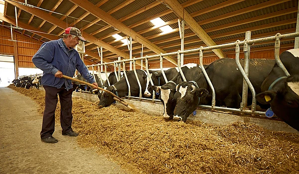 Fermierii, în pragul falimentului din cauza crizei COVID: „Aruncăm laptele, iar animalele le dăm la abator. Toată munca noastră de-o viață s-a terminat”