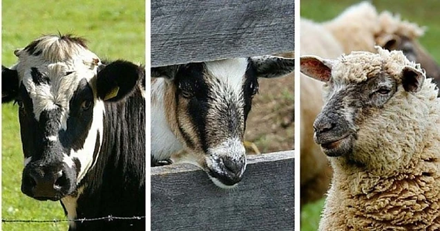 Controversă-bombă: Laptele de vacă generează cancer! Prof. Avram Fițiu: Să ne întoarcem la civilizația oii!