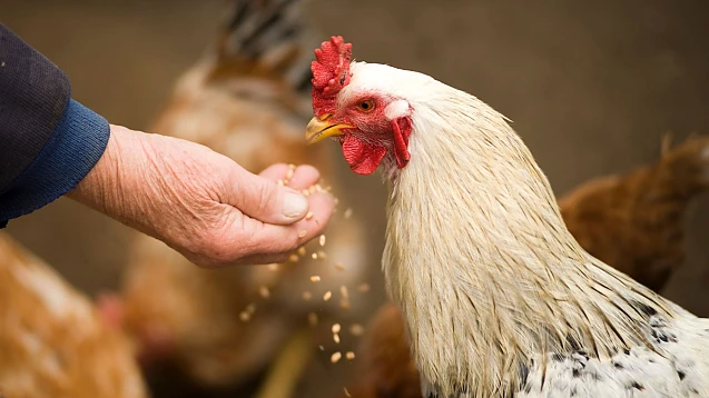Penuria de ouă din SUA, indusă în mod intenționat? Mai mulți fermieri se plâng de faptul că furajele pentru găini ar putea fi contaminate cu scopul de a slăbi producția