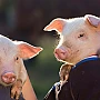 Românii nu vor mai putea crește porci dacă nu și-i înregistrează într-o bază de date națională, hrănindu-i doar cu furaje și dezinfectându-și încălțămintea la intrarea în coteț, prevede o OUG nășită de Guvernul Cîțu pe spinarea pestei porcine