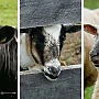 Controversă-bombă: Laptele de vacă generează cancer! Prof. Avram Fițiu: Să ne întoarcem la civilizația oii!