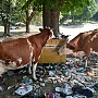 Viorel Patrichi: E mai aproape cămașa decât Kievul! Vacile pot mânca pungi de plastic sau cereale din Ucraina, fără certificat de sănătate veterinară. Cerealele din Ucraina – un pericol pentru fermele de animale. Sunt pline de microtoxine, de aflatoxină
